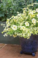 Container of Helichrysum petiolare 'Gold' and Petunia 'Limelight'.
