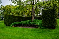 Crescent hedge and Laburnum - Cae Hir Garden, Ceredigion, Wales