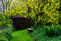 Laburnum - Cae Hir Garden, Ceredigion, Wales