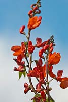 Phaseolus coccineus 'Achievement Merit'  - Runner Bean flowers 