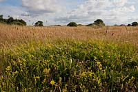 Galium verum - Lady's Bedstraw in wildflower meadow, Sandwich Bay, Kent 