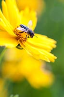 Hoverfly on Coreopsis