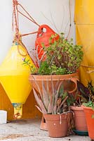 Succulents in terracotta containers in a Mediterranean seaside summer garden with old fishing floats