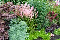 Shades of pink in herbaceous border with Artemisia 'Powis Castle' Acer atropurpureum Astilbe Kriemhilde Heuchera 'Obsidian' and Penstemon 'Garnet'