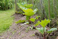 Growth development of Rhubarb 'Timperley Early'. 