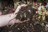 Eisenia foetida - Gardeners hand holding rotting compost containing Composting Worms above a garden compost heap