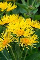Inula magnifica x racemosa sonnenstrahl 