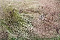 Nassella trichotoma - Serrated tussock grass
