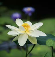 Nelumbo nucifera - Lotus flower