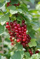 Ribes rubrum Stanza - Redcurrant