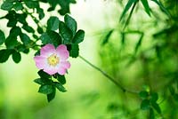 Rosa canina - Dog Rose flower