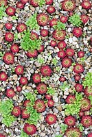 Sempervivum calcareum - Houseleeks in a container with gravel from above