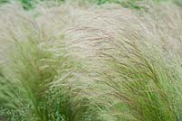 Stipa tenuissima - Feather grass