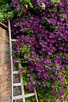 Clematis 'Etoile Violette' climbing wall, West Dean