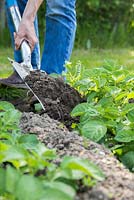 Earthing up potato plants