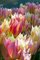 Tulipa 'Antoinette' - The Chameleon Tulip
