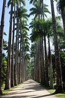 Lane made with Roystonea oleracea (Caribbean royal palm, palmiste, imperial palm or cabbage palm) - Jardim Botanico, Rio de Janeiro, Brazil