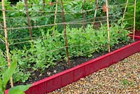 Raised bed with crop of Peas 'Kelvedon wonder', supported by garden twine and canes
