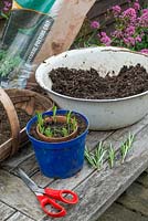Garden table with pot of lavender cuttings, scissors and gritty compost for potting