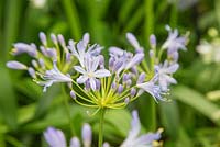Agapanthus 'Thunderstorm' - new introduction 2014