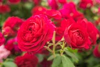 Rosa 'Frilly Cuff' - Modern Shrub rose introduced Chelsea 2014