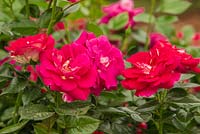 Rosa 'Perfect match' - Hartie