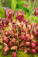 Sarracenia x courtii - Pitcher plant