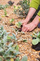 Planting Cerinthe major 'Purpurascens' in gravel

