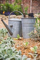 Watering can and empty pots beside freshly planted Cerinthe major 'Purpurascens'