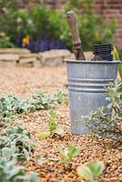 Empty pots beside freshly planted Cerinthe major 'Purpurascens'