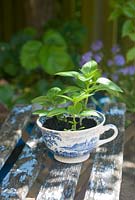 Basil seedlings growing in vintage blue china cup