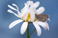 Leucanthemum vulgare - Ox-eye daisy with Common Blue butterfly - Polyommatus icarus
