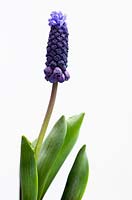Muscari latifolium - Grape Hyacinth
