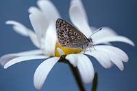 Leucanthemum vulgare - Ox-eye daisy with Common Blue butterfly - Polyommatus icarus 
