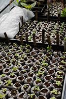 Vegetable and salad seedlings germinating in peat free coir  'Jiffy' pots, Wales, UK.