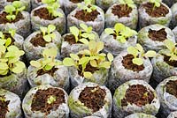 Salad seedlings germinating in peat free coir 'Jiffy' pots, Wales, UK.
