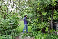 Clearing an overgrown path - Woman using loppers to cut back Buddleja globosa.