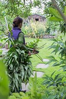 Clearing an overgrown path - Woman carrying Buddleja globosa cuttings to compost heap.