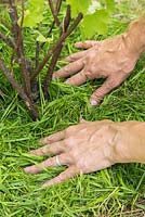 Grass Mulching - Firming down Grass mulch and ensuring equal distribution has been applied