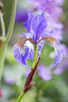 Iris sibirica ' Tropic Night'