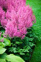 Astilbe 'Federsee', False Goat's Beard. Perennial. July. Close up of bright pink flowers.