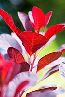 Cotinus coggygria Royal Purple, Smoke Bush, Smoke Tree, Venetian Sumach. Shrub. Close up portrait of red foliage.