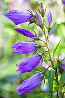 Campanula latifolia var. macrantha, Giant Bellflower. Perennial. July. Close-up of purple flowers.