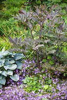 Actaea simplex 'Brunette' syn. Cimicifuga simplex 'Brunette' with Campanula Blue Waterfall and Hosta 'Hadspen Blue'. Association of dark foliage with blue foliage and purple flowers.