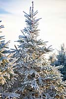Frosty Christmas Tree in a field in winter. Conifers. December.