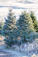Frosty Christmas Trees in a field in winter. Conifers. December.