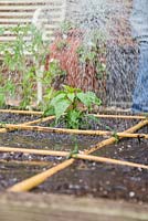 Watering newly sown seeds within a square foot gardening raised bed