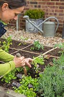 Woman planting Rocket plugs in a raised square foot gardening bed