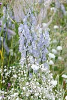Aconitum 'Stainless Steel', Macmillan Legacy Garden, RHS Hampton Court Palace Flower Show 2014 - Design: Rebecca Govier - Sponsor: Macmillan Cancer Support