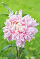 Chrysanthemum 'Bloom Allouise Pink'
